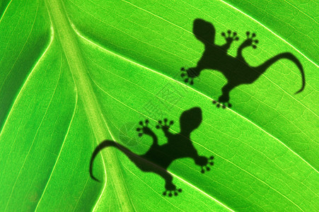 叶子上的壁虎影子鬣蜥卡片热带墙纸爬虫环境绿色雨林背光宏观图片