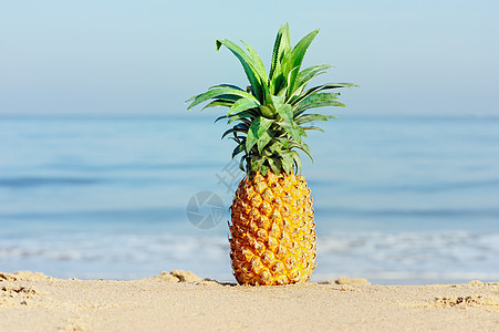 海附近的菠萝图片