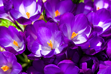 春光的紫花椰露图片
