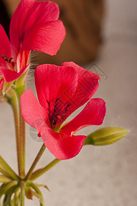 天竺葵花棕色植物学花瓣生长粉色锯工园艺土壤植物植物群图片