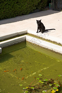 黑猫看鱼图片