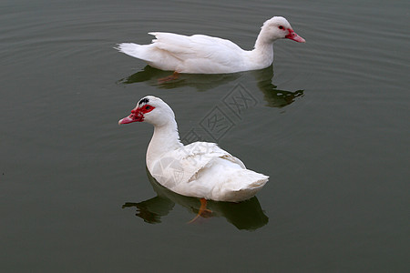 动物 家养鸡 鸭家禽网络山涧鸭子公主白色池塘食物图片