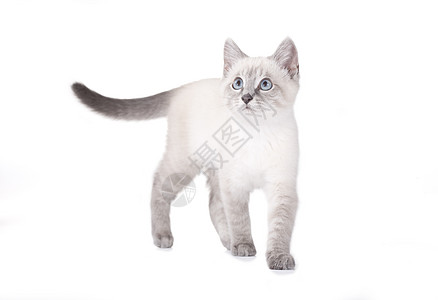 美丽的蓝眼小猫 白的被孤立宠物猫咪动物蓝色猫科毛皮白色眼睛图片
