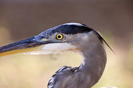 佛罗里达大蓝海隆栖息地蓝色苍鹭保护水平动物新世界涉水野生动物动物群图片