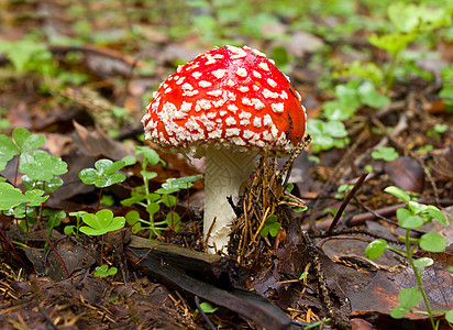 森林里有苍蝇毒菌季节绿色土壤植物荒野红色苔藓伞菌植物学图片