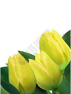 白色上隔离的亮黄色黄郁金香 EPS 8周年花束快乐季节花瓣礼物卡片脆弱性展示叶子图片