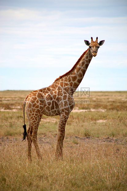 伊托沙的法拉菲动物荒野食草野生动物生态衬套哺乳动物脖子图片