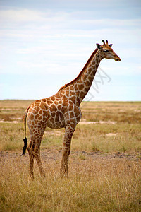 伊托沙的法拉菲哺乳动物生态野生动物脖子食草衬套荒野动物图片