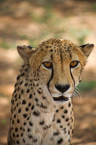 哈纳斯的猎豹食肉掠夺性猫科猎人野生动物动物园速度荒野打猎毛皮图片