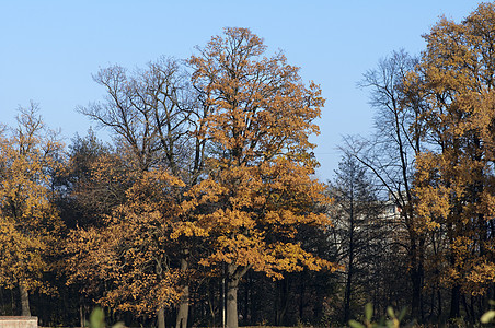 秋季黄色分支机构橡木生长森林植物公园植物学橙子叶子图片