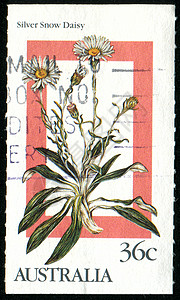 邮票植物集邮信封花瓣邮件明信片植物学植物群花店历史性图片