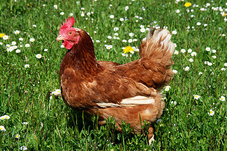 汉内农家院小鸡场地翅膀栅栏家畜母鸡牧场梳子公鸡图片