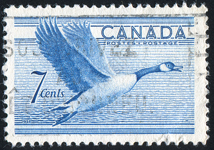 加拿大鹅标记 M邮戳荒野鸭子明信片集邮邮票信封邮件水禽动物背景