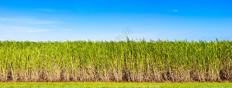 甘蔗种植园全景图片
