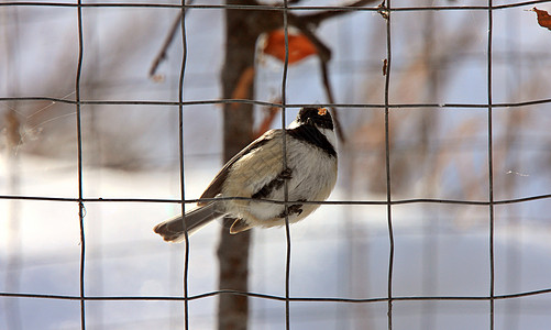 加拿大冬季奇卡迪黑色灰色羽毛簇绒荒野动物黑帽鸟类野生动物动物群图片