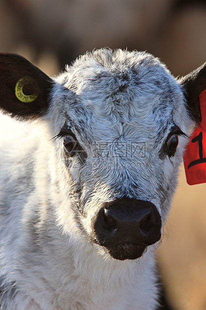 加拿大新出生的牛群牧场动物奶牛奶制品男性农业白色家畜黑色农场图片