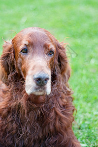 爱尔兰语设置器犬类宠物红色猎犬眼睛朋友哺乳动物鼻子棕色男性图片