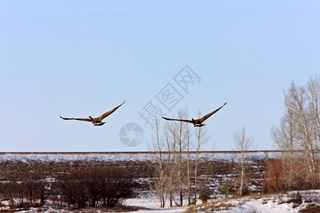 加拿大萨斯喀彻温飞行中的鹅鸭子家庭天空羽毛翅膀游泳航班野生动物荒野白色图片