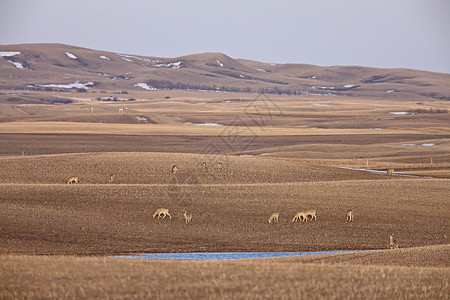 加拿大萨斯喀彻温省罗林山鹿图片