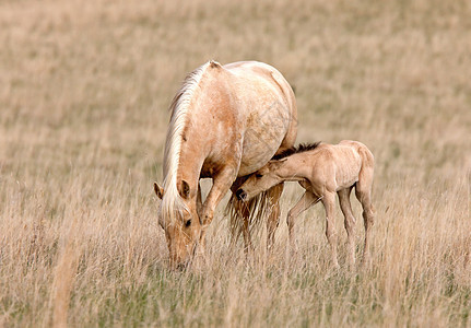 加拿大萨斯喀彻温省Pasture的马和Colt速度牧场动物投注感情农场母亲场地运动良种图片