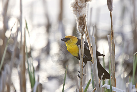 加拿大沼泽地区黄头黑鸟组织香蒲野生动物沼泽黄色黑色图片