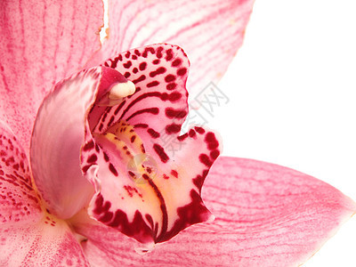 美丽的兰花花兰花紫色礼物白色背景图片