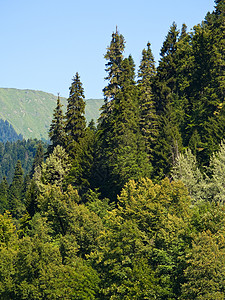 亚热带山区植物图片