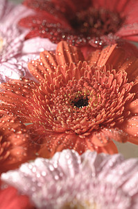 粉红 橙色和红色的Gerber花朵盛开季节宏观花园美丽花瓣花束格柏粉色礼物植物群图片