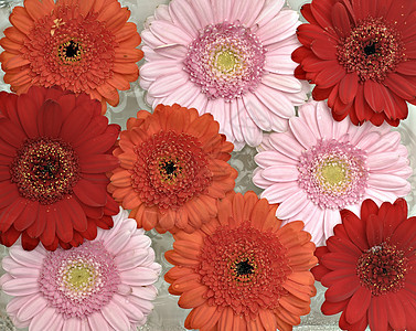 粉红 橙色和红色的Gerber花朵盛开花束格柏礼物季节美丽植物宏观雏菊植物群绿色图片