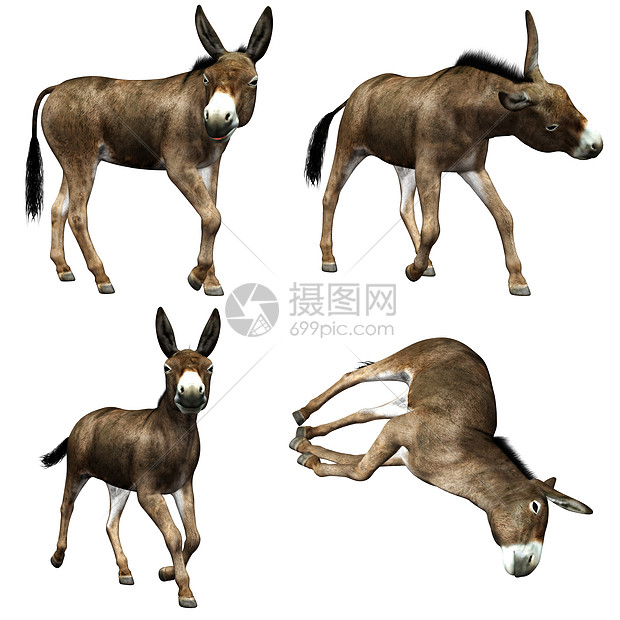驴子跑步棕色姿势哺乳动物动物情感骡子农场图片