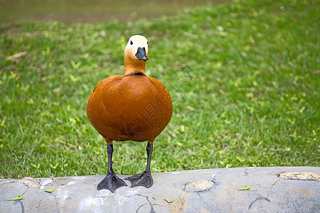 卢迪谢尔德克动物园濒危鸟类红色物种冒充鸭子图片