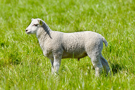 烩羊肉复活节羊羔生活农田手表宝贝场景羊毛少年季节场地草地背景