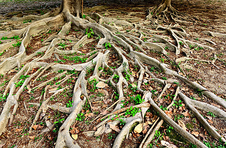 树根植物生态土地生长木头农场土壤环境网络岩石图片