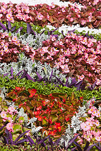 花花设计植物群背景图片