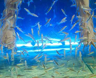 鱼水治疗游泳蓝色温泉女孩呵护女性水族馆图片