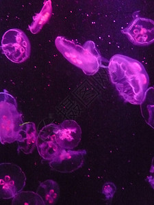 水母鱼海蜇紫色背景图片