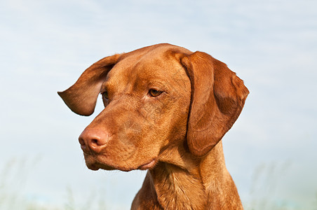 Vizsla Dog 匈牙利指针 特写水平犬类阳光猎犬天空动物棕色宠物图片