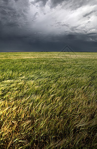 萨斯喀彻温的暴云风暴乌云天气场景绿色风景旅行粮食乡村天空图片