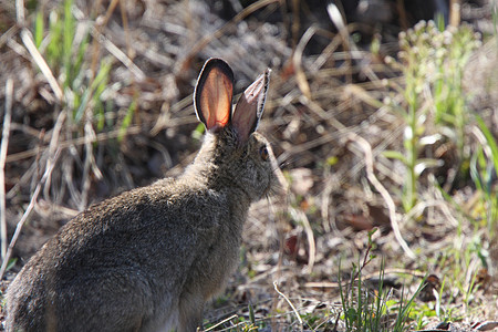 马尼托巴省北部棉尾兔图片
