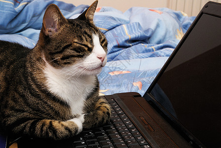 猫睡觉猫咪放松倾斜办公室笔记本午睡力量工人动物商业电脑小憩背景