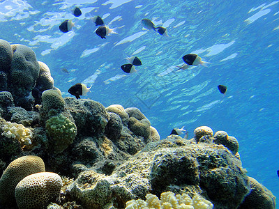 水下现场3红色珊瑚场景图片