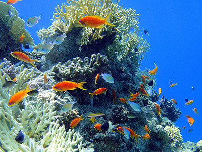 多彩鱼场景红色珊瑚图片