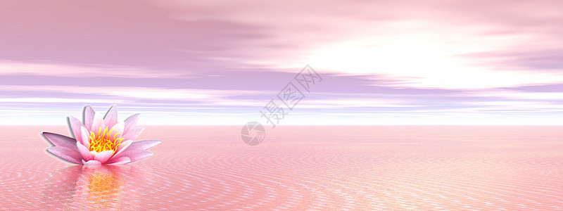 明亮的粉红海洋中的莉莉花朵图片