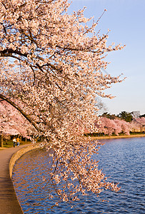 蒂达尔盆地的樱花树年度季节建筑学旅游粉色潮汐公园旅行购物中心城市图片