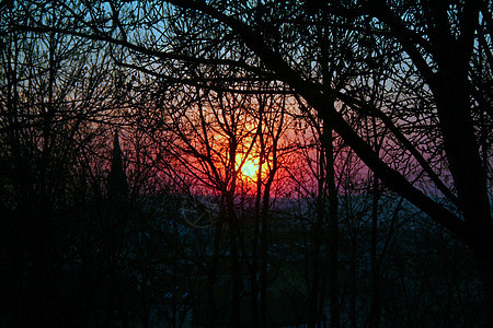 日落公园森林红色阳光紫色季节树木阴影太阳晴天背景图片