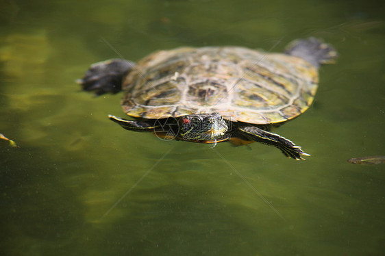 红耳滑板海龟滑块青蛙生活爬虫物种池塘图片