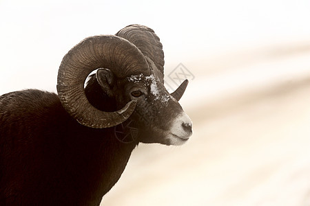冬天的大角羊新世界环境内存水平哺乳动物风景物种荒野野生动物牛角图片