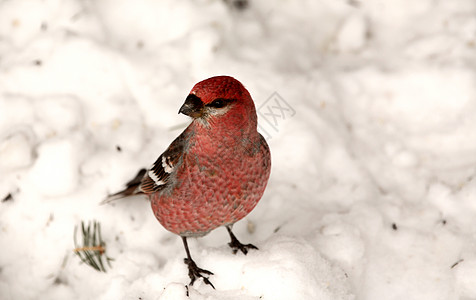 雪覆盖地上的红十字章新世界栖息野生动物环境荒野场景动物群受保护水平针叶林图片