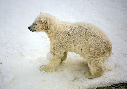 小北极熊捕食者动物园哺乳动物濒危婴儿鸟舍自然保护物种图片