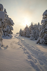 积雪中的脚印脚步打印农村脚步声松树森林季节小路土地通道图片